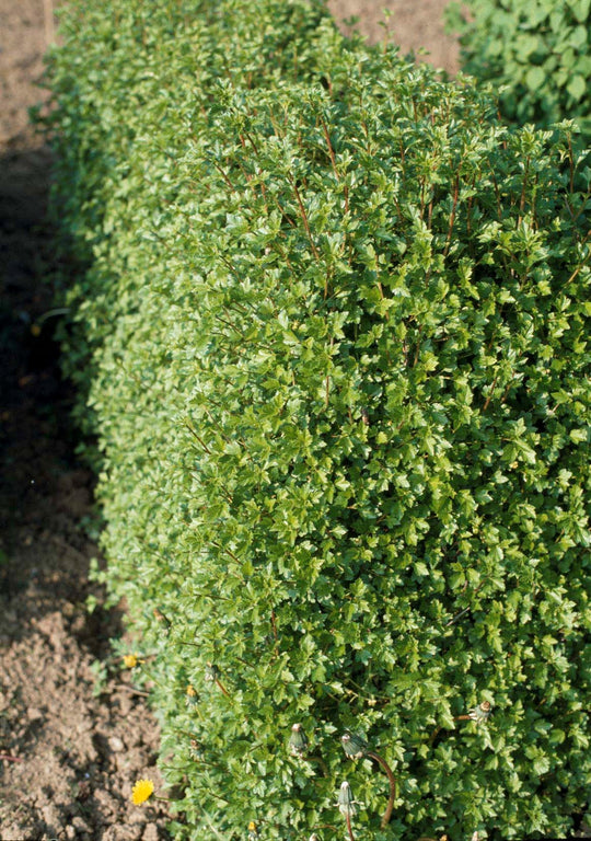 Ribes alpinum 'Schmidt', co (Krukodlad) – bild 1