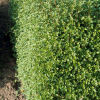 Ribes alpinum 'Schmidt', co (Krukodlad) – bild 1