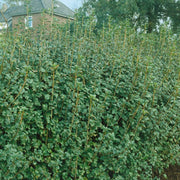 Ribes alpinum 'Schmidt', co (Krukodlad) – bild 2