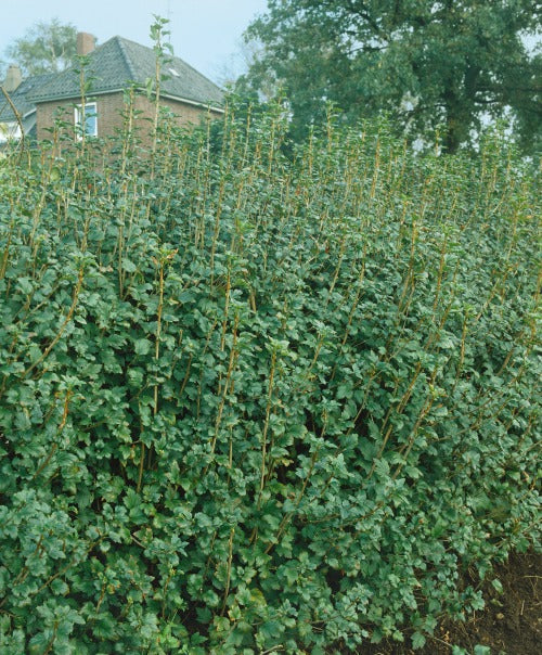 Ribes alpinum 'Schmidt', co (Krukodlad) – bild 2