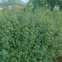 Ribes alpinum 'Schmidt', co (Krukodlad) – bild 2