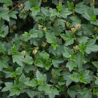 Ribes alpinum 'Schmidt', co (Krukodlad) – bild 3