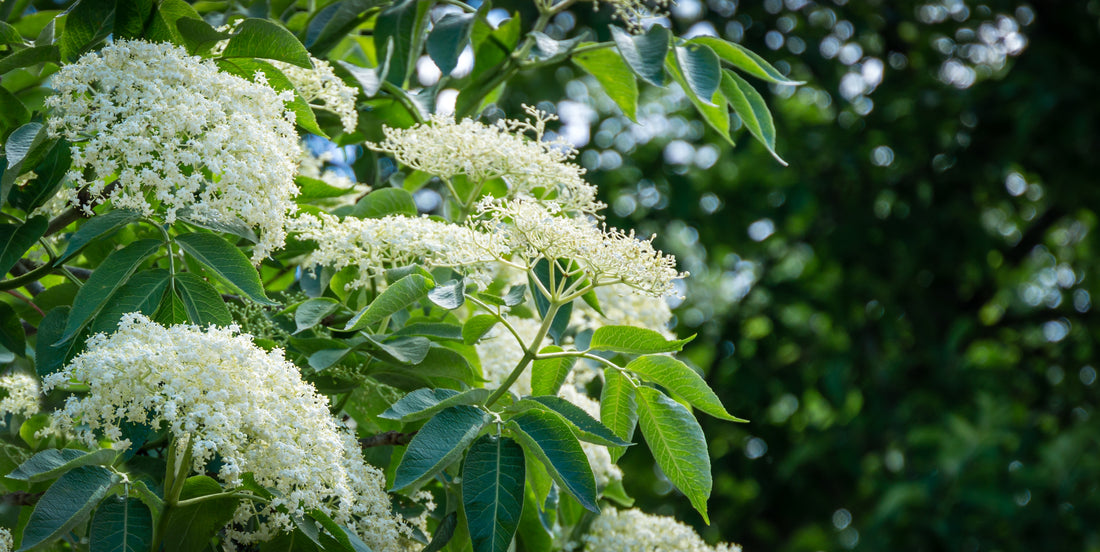 Sambucus nigra, co (Krukodlad) – bild 2