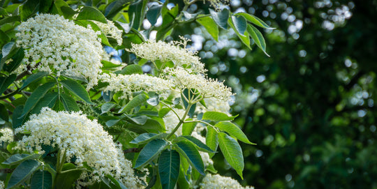 Sambucus nigra, co (Krukodlad) – bild 2
