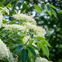 Sambucus nigra, co (Krukodlad) – bild 2
