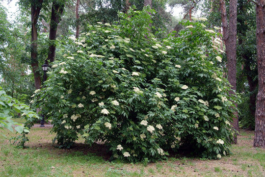 Sambucus nigra, co (Krukodlad) – bild 3