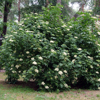 Sambucus nigra, co (Krukodlad) – bild 3