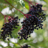 Sambucus nigra, co (Krukodlad) – bild 4