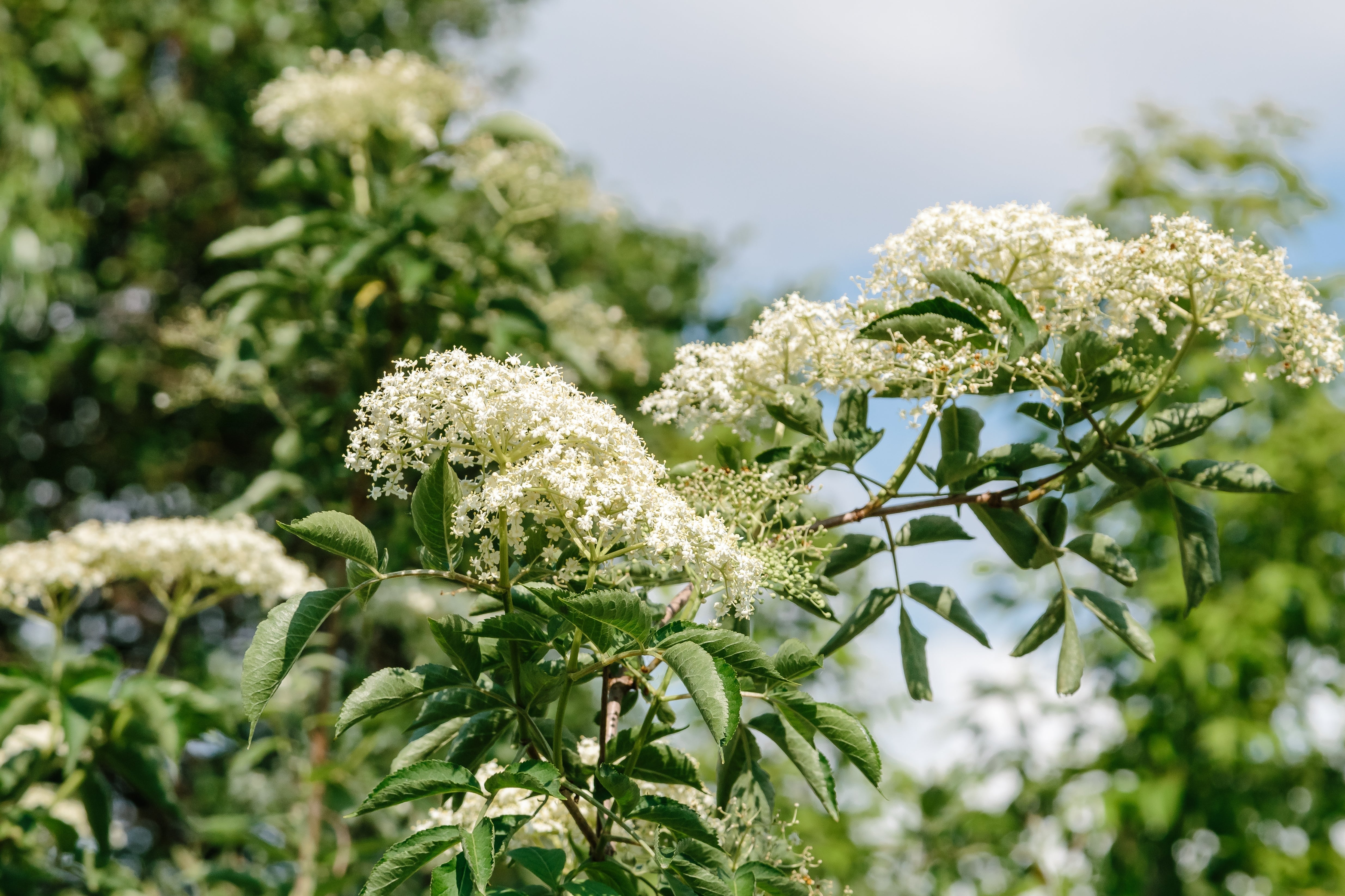 Sambucus nigra, co (Krukodlad) – bild 2