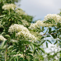 Sambucus nigra, co (Krukodlad) – bild 5