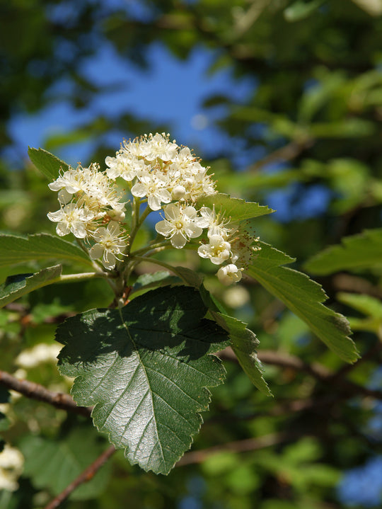 Sorbus intermedia E, co (Krukodlad) – bild 2
