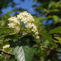 Sorbus intermedia E, co (Krukodlad) – bild 2