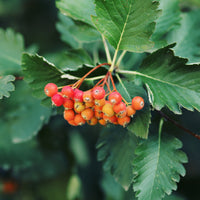 Sorbus intermedia E, co (Krukodlad) – bild 3