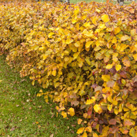 Sorbus intermedia E, co (Krukodlad) – bild 4