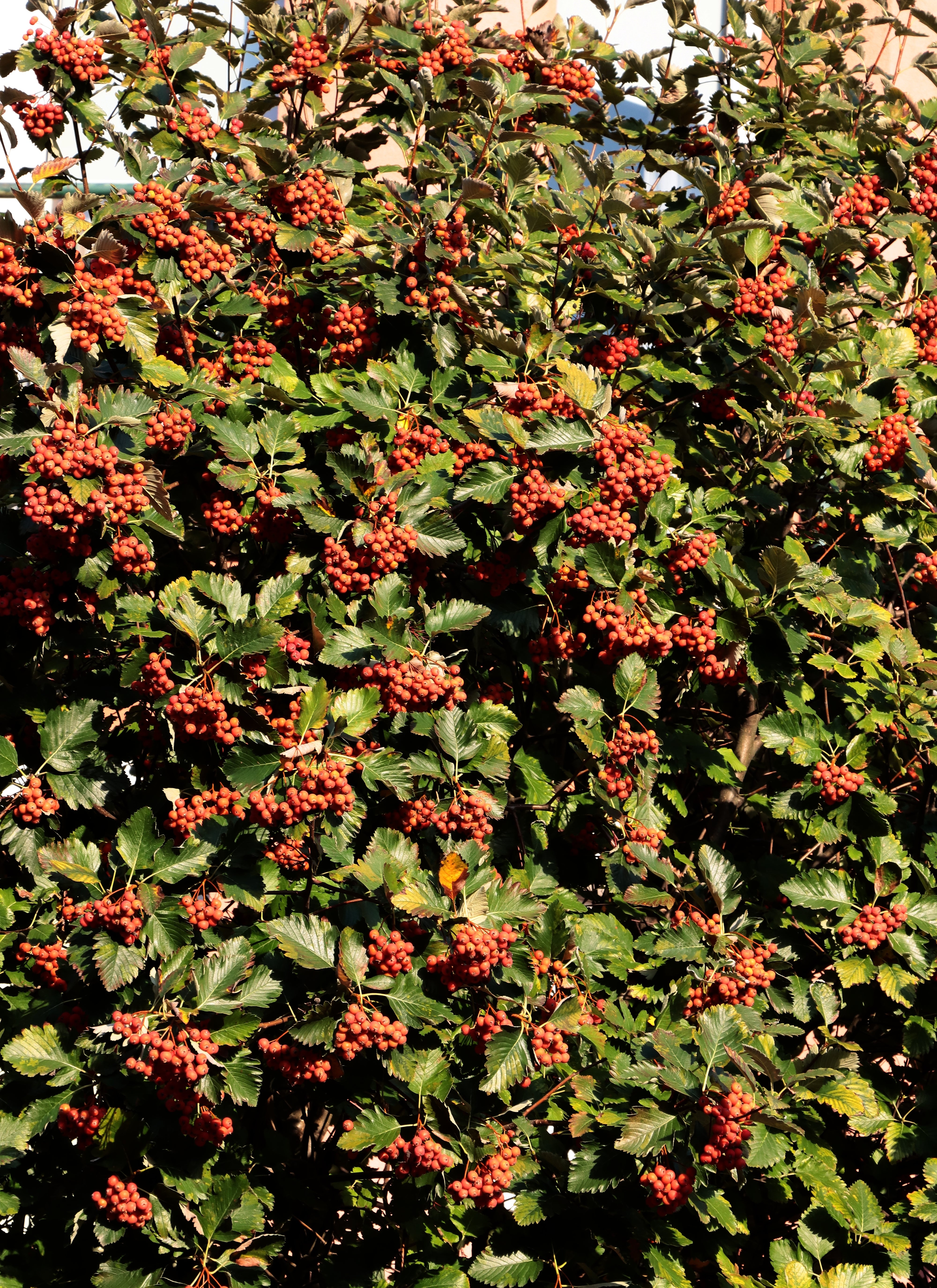 Sorbus intermedia E, co (Krukodlad) – bild 2