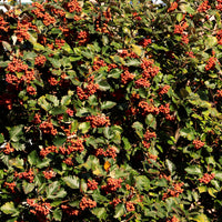 Sorbus intermedia E, co (Krukodlad) – bild 5