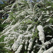 Spiraea x cinerea 'Grefsheim' E, co (Krukodlad) – bild 2