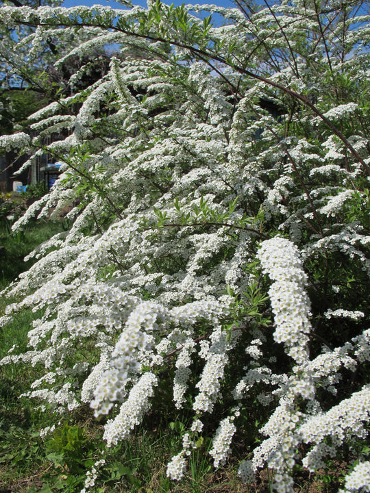 Spiraea x cinerea 'Grefsheim' E, co (Krukodlad) – bild 2
