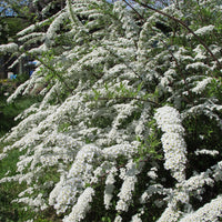 Spiraea x cinerea 'Grefsheim' E, co (Krukodlad) – bild 2