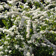 Spiraea x cinerea 'Grefsheim' E, co (Krukodlad) – bild 3