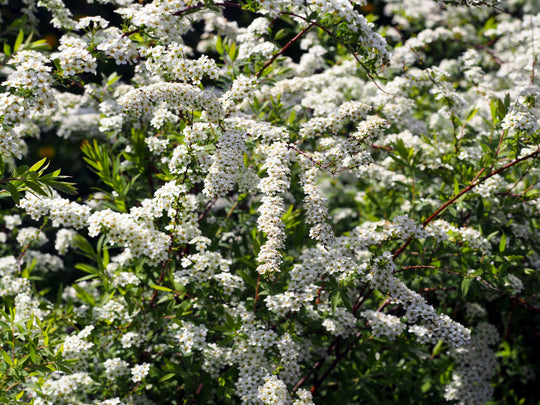 Spiraea x cinerea 'Grefsheim' E, co (Krukodlad) – bild 3