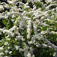 Spiraea x cinerea 'Grefsheim' E, co (Krukodlad) – bild 3