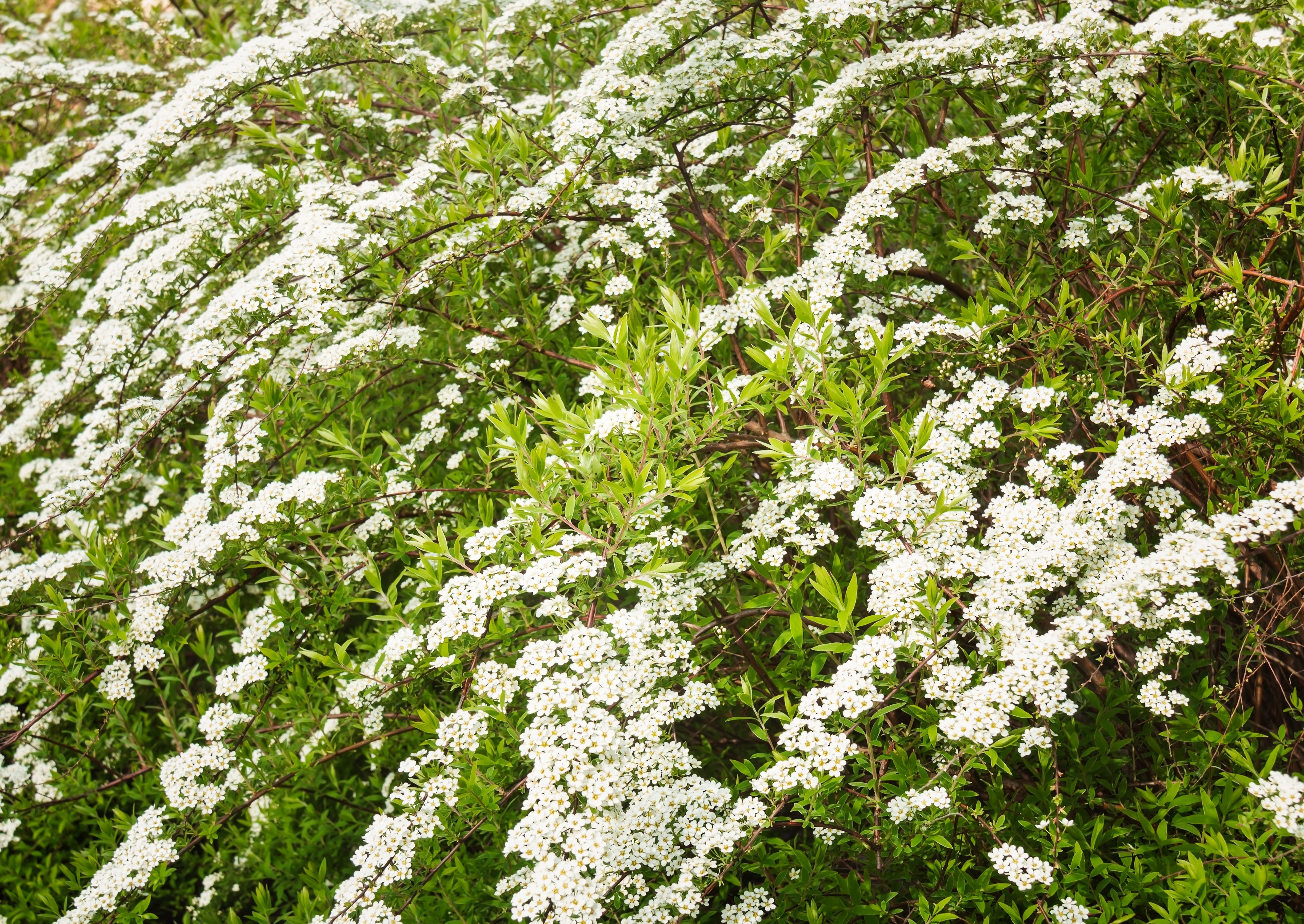 Spiraea x cinerea 'Grefsheim' E, co (Krukodlad) – bild 2