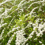 Spiraea x cinerea 'Grefsheim' E, co (Krukodlad) – bild 4