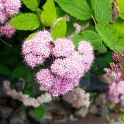 Spiraea japonica 'Little Princess', co (Krukodlad) – bild 2