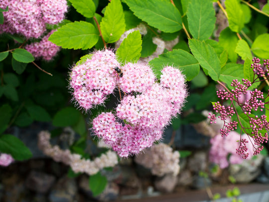 Spiraea japonica 'Little Princess', co (Krukodlad) – bild 2