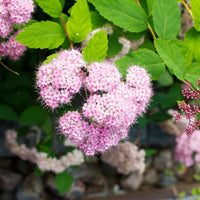 Spiraea japonica 'Little Princess', co (Krukodlad) – bild 2