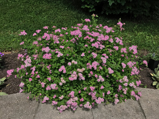 Spiraea japonica 'Little Princess', co (Krukodlad) – bild 3