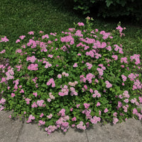Spiraea japonica 'Little Princess', co (Krukodlad) – bild 3