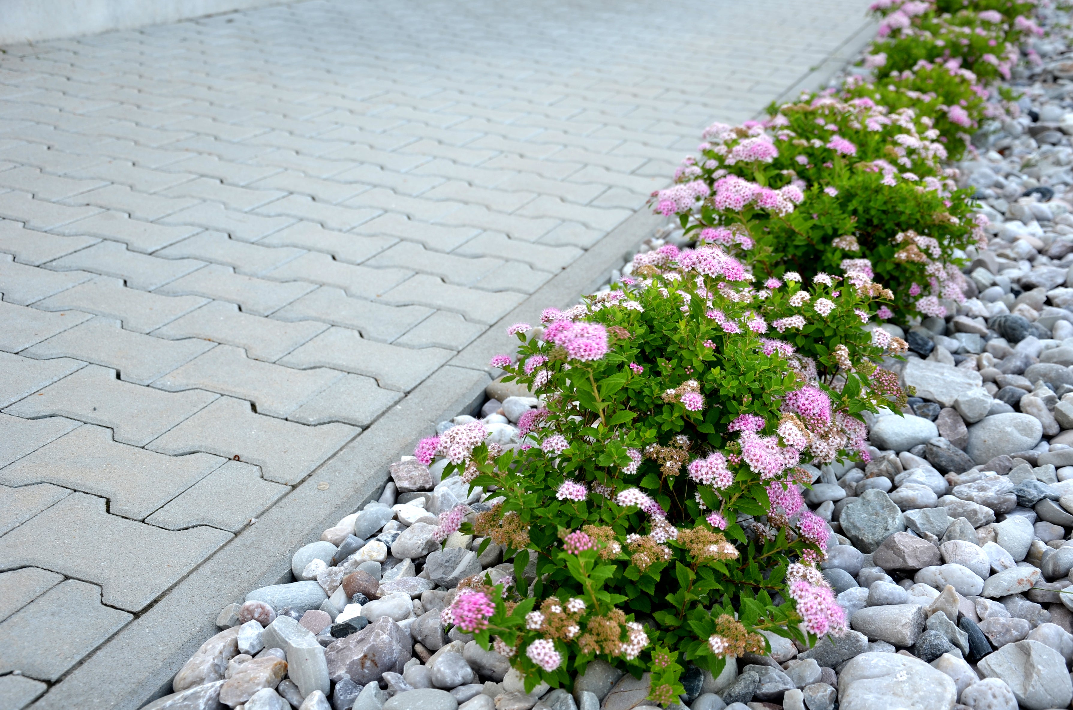 Spiraea japonica 'Little Princess', co (Krukodlad) – bild 2