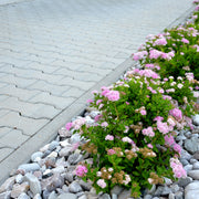 Spiraea japonica 'Little Princess', co (Krukodlad) – bild 4