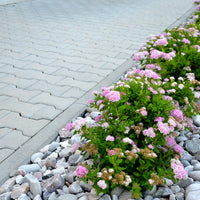 Spiraea japonica 'Little Princess', co (Krukodlad) – bild 4
