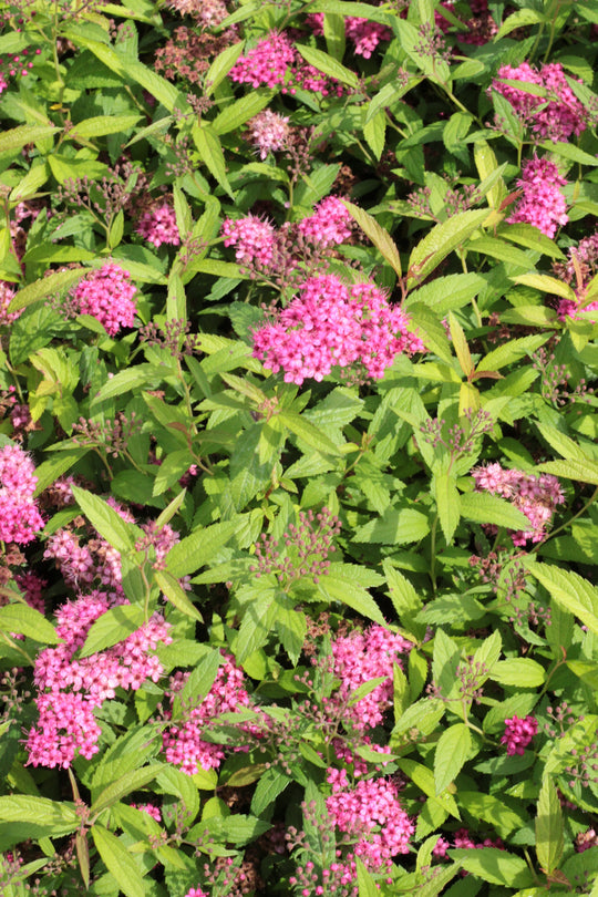 Spiraea japonica 'Sapho', co (Krukodlad) – bild 2