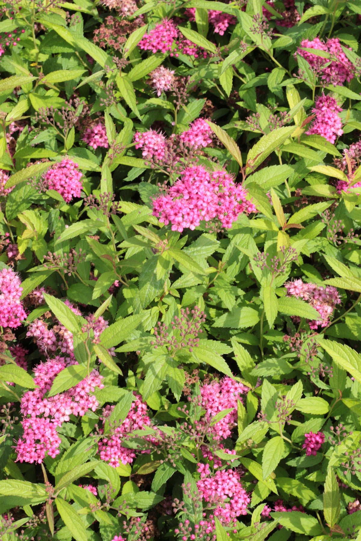 Spiraea japonica 'Sapho', co (Krukodlad) – bild 2