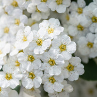 Spiraea x vanhouttei, co (Krukodlad) – bild 2