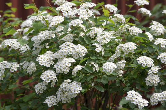 Spiraea x vanhouttei, co (Krukodlad) – bild 3