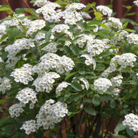 Spiraea x vanhouttei, co (Krukodlad) – bild 3