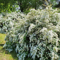 Spiraea x vanhouttei, co (Krukodlad) – bild 4