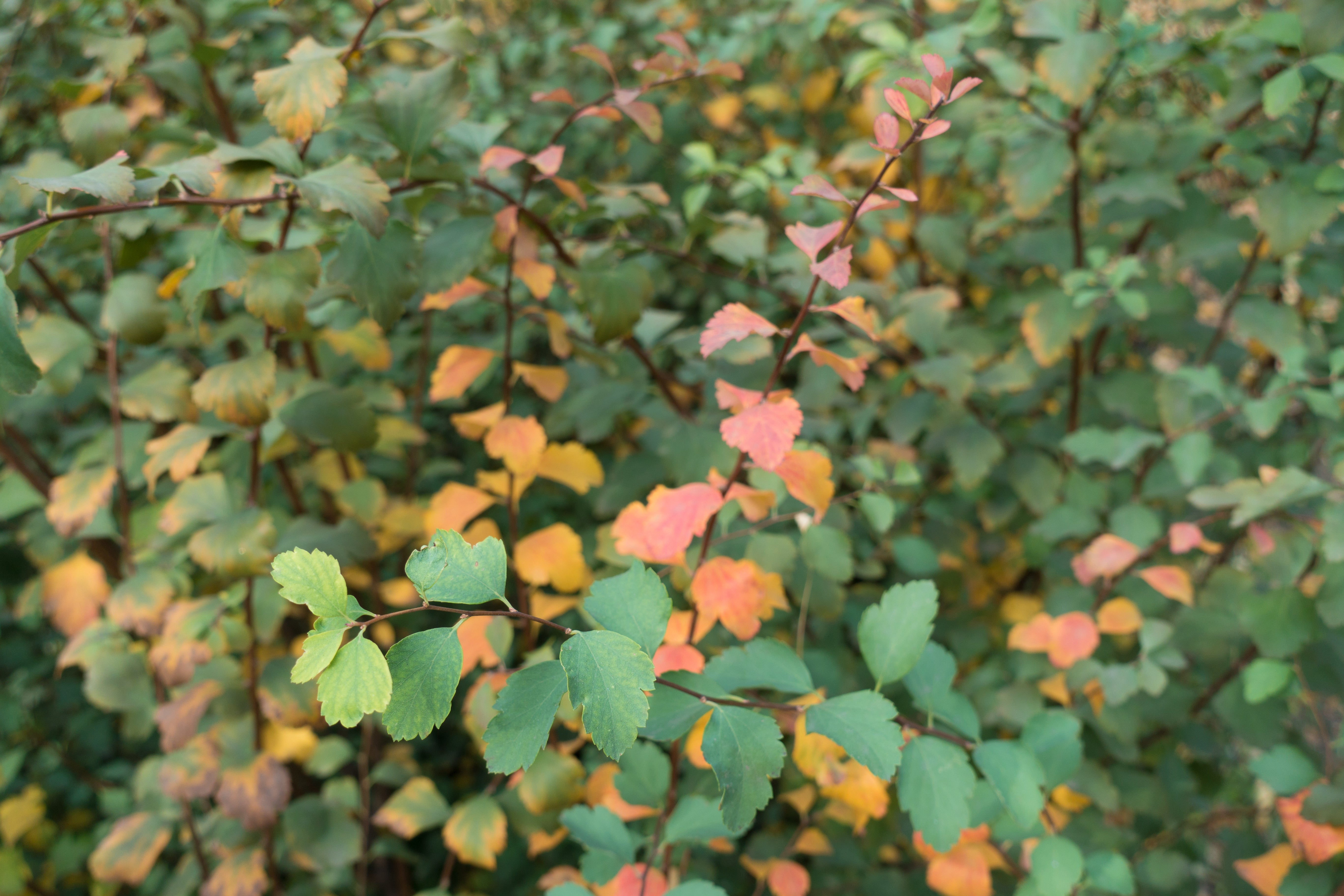 Spiraea x vanhouttei, co (Krukodlad) – bild 2