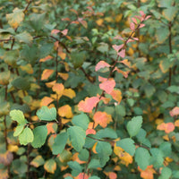 Spiraea x vanhouttei, co (Krukodlad) – bild 5