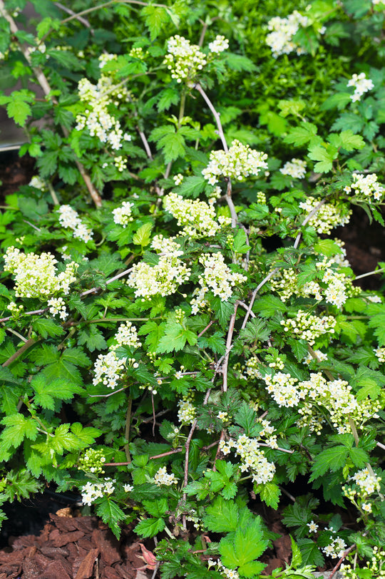 Stephanandra incisa 'Crispa', co (Krukodlad) – bild 1