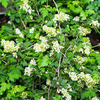 Stephanandra incisa 'Crispa', co (Krukodlad) – bild 1