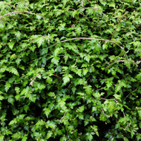Stephanandra incisa 'Crispa', co (Krukodlad) – bild 3