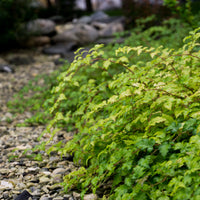 Stephanandra incisa 'Crispa', co (Krukodlad) – bild 5