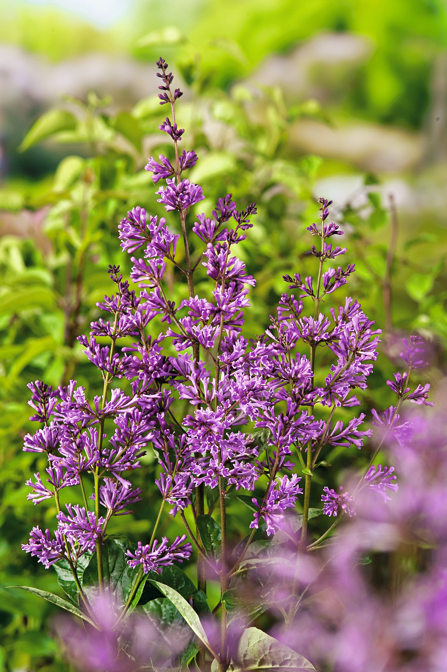 Syringa josikaea 'Oden' E, co (Krukodlad) – bild 1