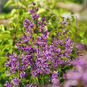 Syringa josikaea 'Oden' E, co (Krukodlad) – bild 1
